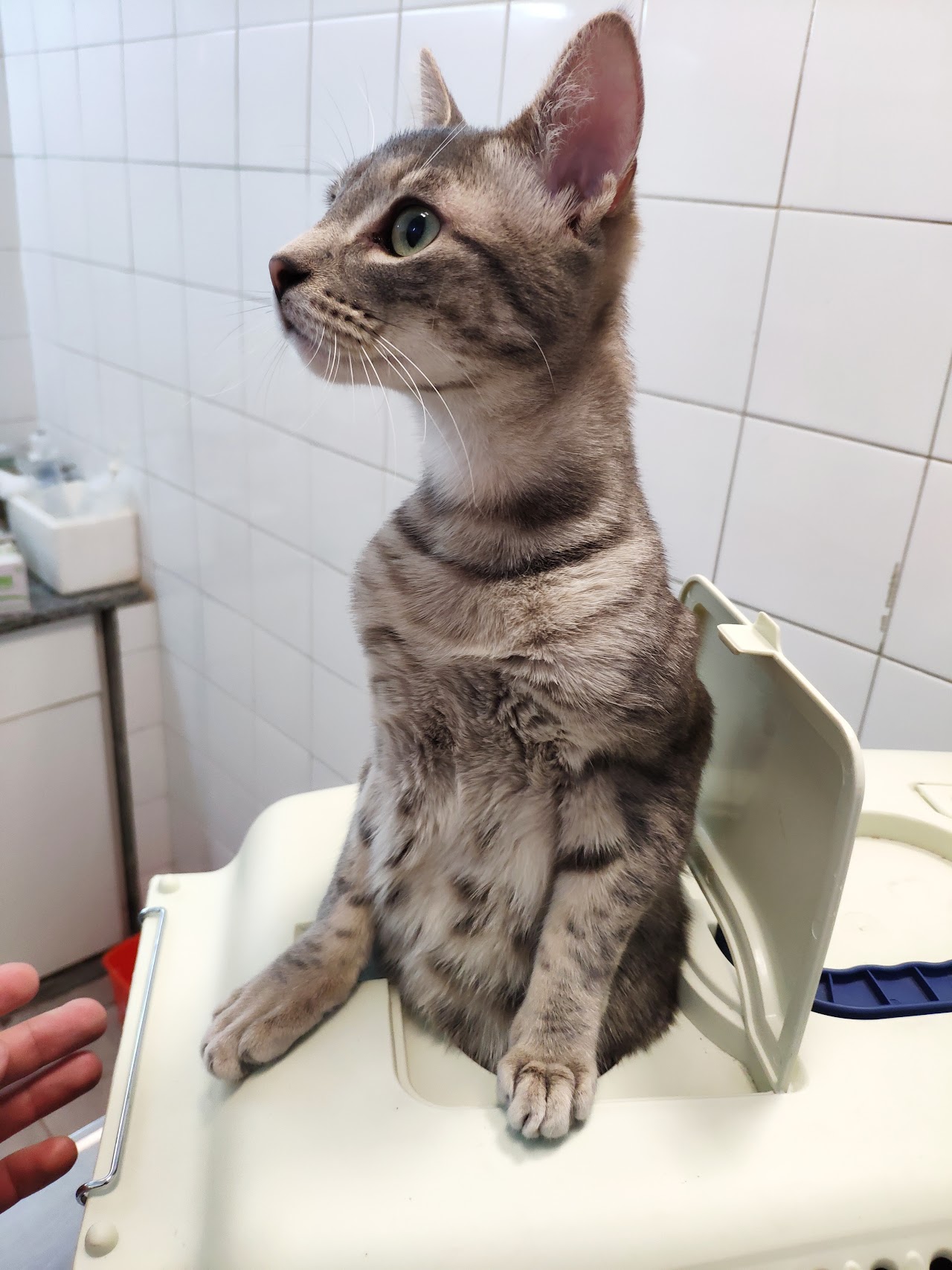 Consultorio clínico y atención personalizada de felinos